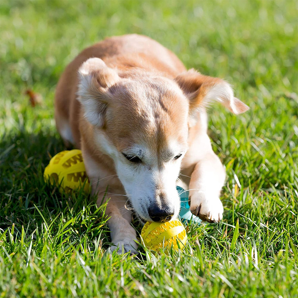 Sniff and Chew Interactive Ball